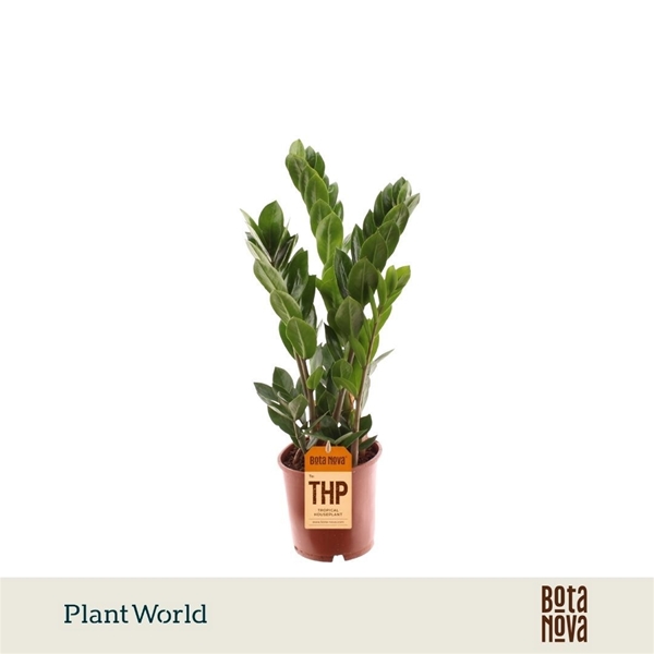 Zamioculcas Zamiifolia 5+