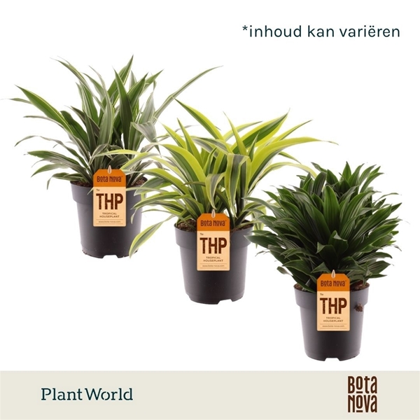 Dracaena Fragrans Mixlage