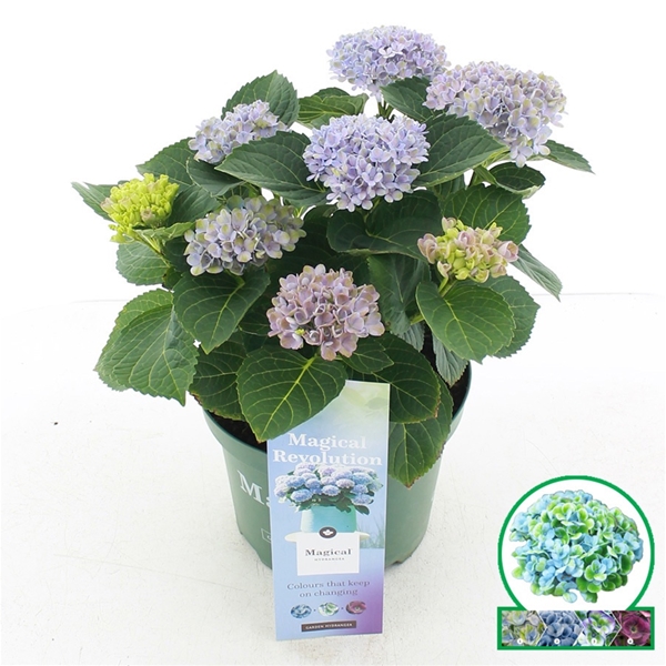Hydrangea Magical Revolution Blau