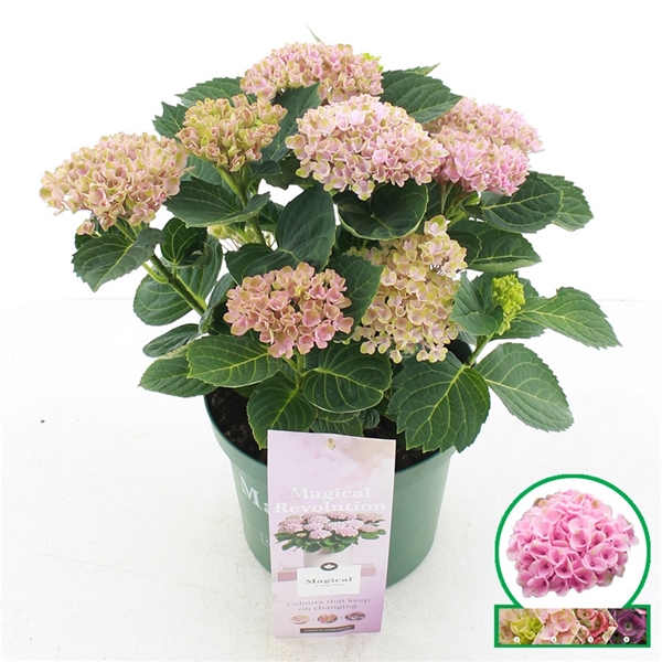 Hydrangea Magical Revolution Pink