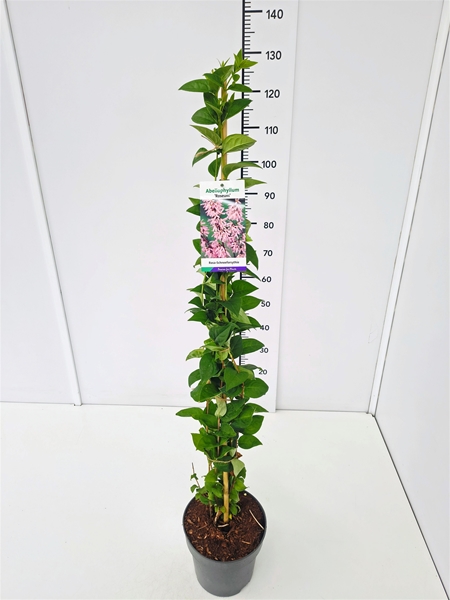Abeliophyllum Distichum Roseum