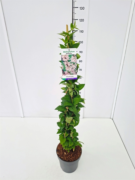 Abeliophyllum Distichum