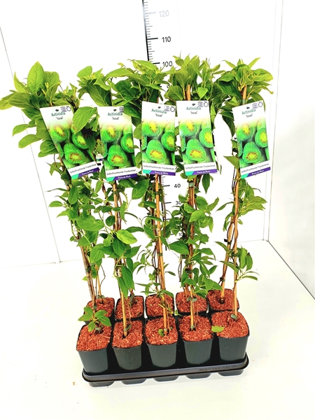 Actinidia Arguta Issai Essbar