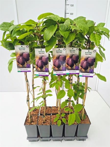 Actinidia Arguta Ken's Red Essbar