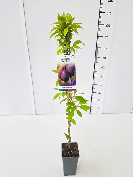 Actinidia Arguta Ken's Red Essbar