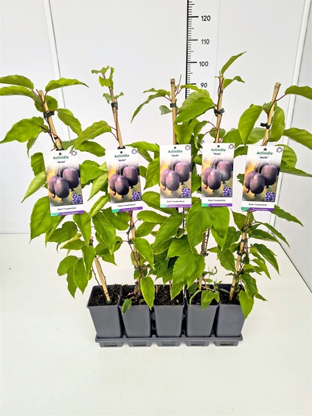 Actinidia Arguta Weiki Essbar
