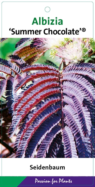 Albizia Julibrissin Summer Chocolate