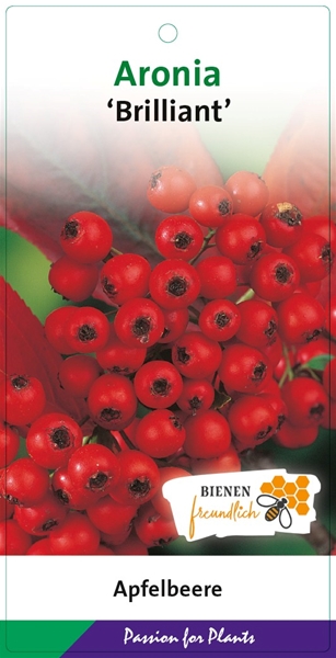 Aronia Arbutifolia Brilliant Essbar