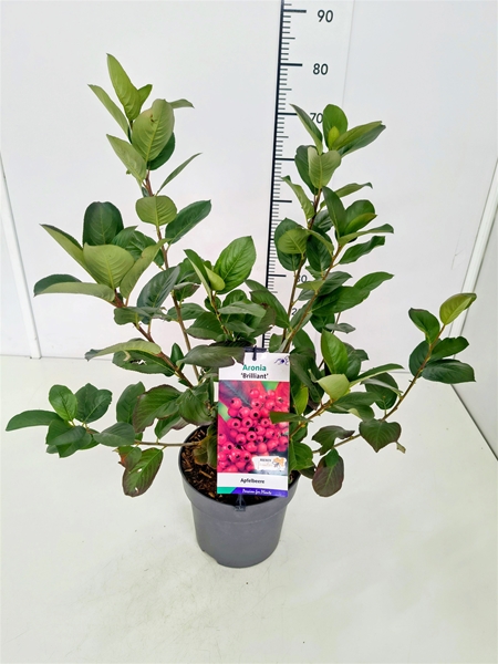 Aronia Arbutifolia Brilliant Essbar