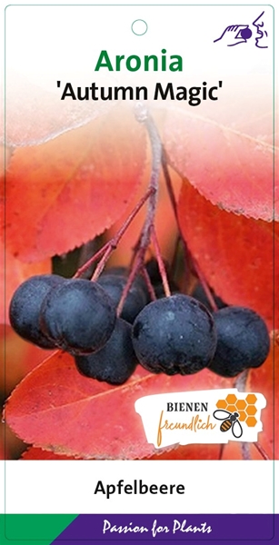 Aronia Melanocarpa Autumn Magic Essbar