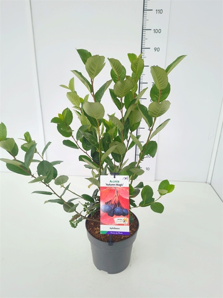 Aronia Melanocarpa Autumn Magic Essbar