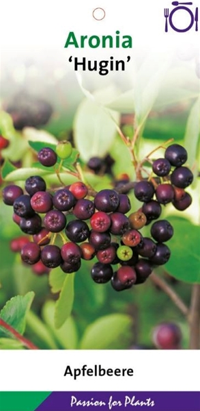 Aronia Melanocarpa Hugin Essbar