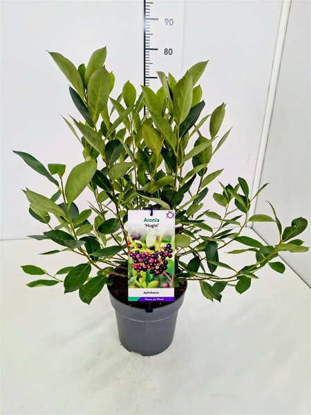 Aronia Melanocarpa Hugin Essbar
