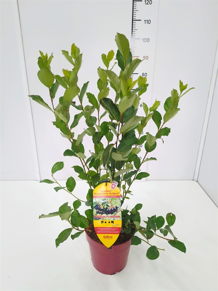 Aronia Melanocarpa Little Helpers Essbar