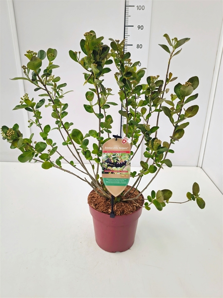 Aronia Melanocarpa Rubina Essbar