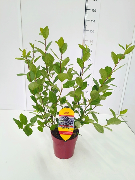 Aronia Melanocarpa Rubina Essbar