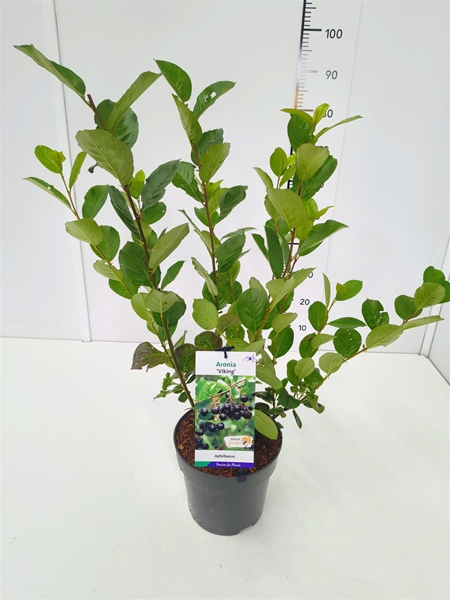 Aronia melanocarpa Viking Essbar