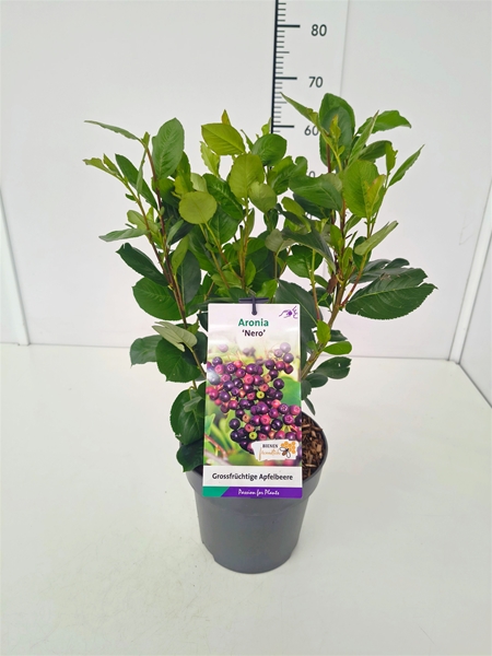 Aronia prunifolia Nero Essbar