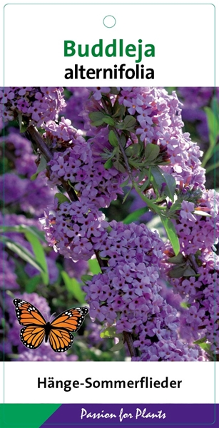 Buddleja Alternifolia 