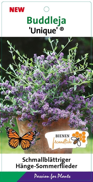 Buddleja Alternifolia Unique