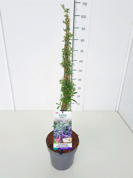 Buddleja Alternifolia Unique
