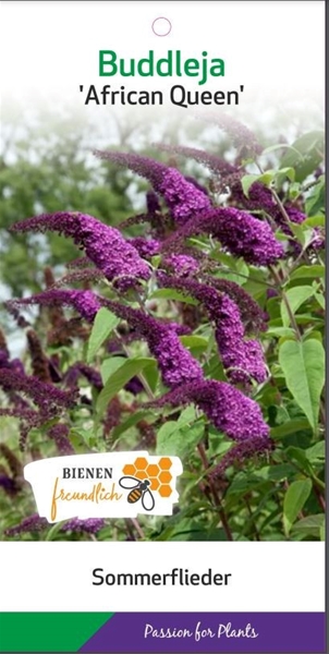 Buddleja Davidii African Queen