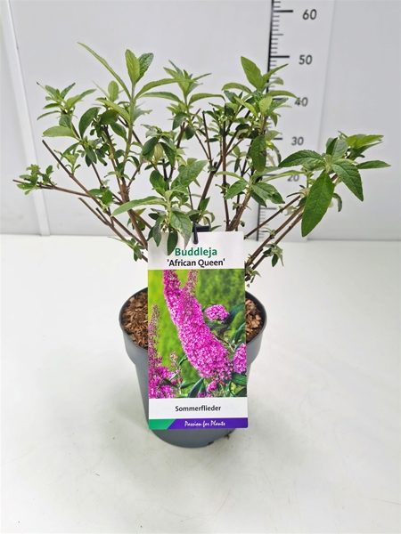 Buddleja Davidii African Queen