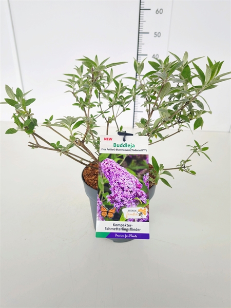 Buddleja Davidii Blue Heaven