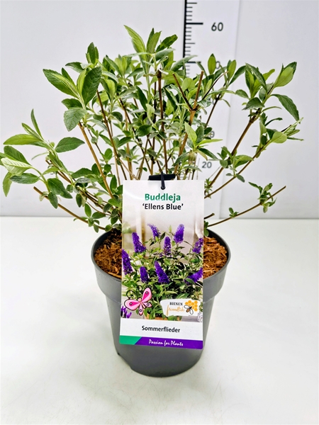 Buddleja Davidii Ellens Blue