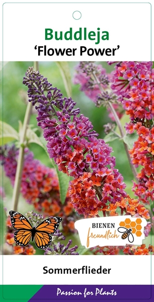 Buddleja Davidii Flower Power'