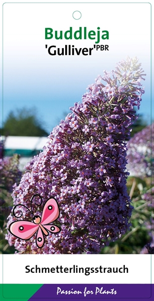 Buddleja Davidii Gulliver