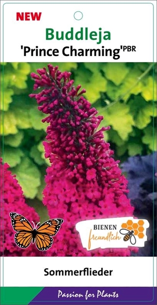 Buddleja Davidii Prince Charming