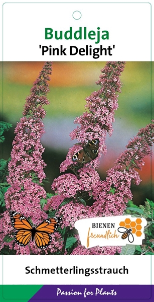 Buddleja Davidii Pink Delight