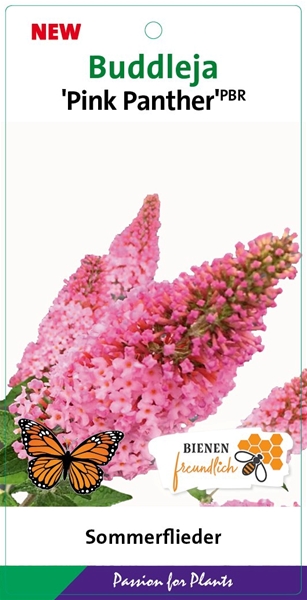 Buddleja Davidii Pink Panther