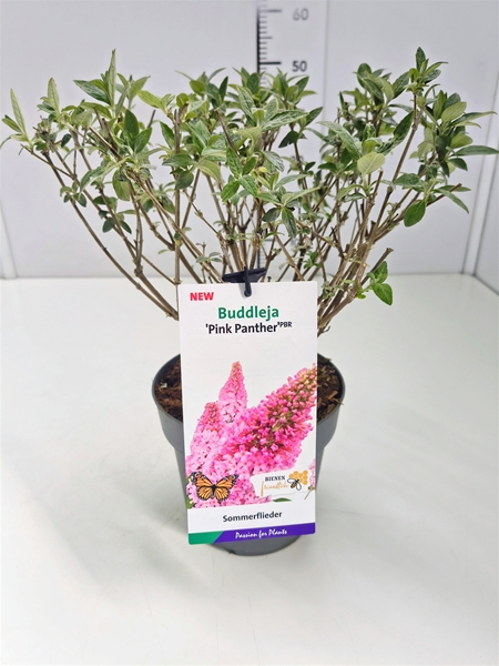 Buddleja Davidii Pink Panther