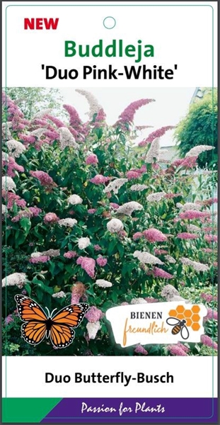 Buddleja Davidii Duo Rosa Weiss