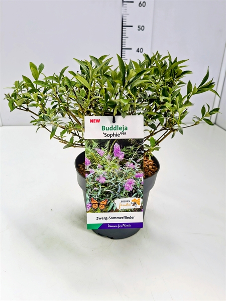 Buddleja Davidii Sophie