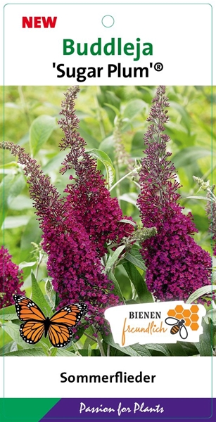 Buddleja Davidii Sugar Plum