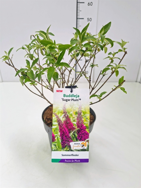 Buddleja Davidii Sugar Plum