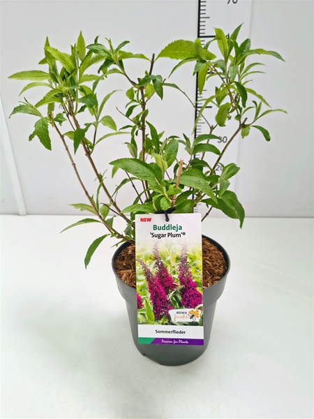 Buddleja Davidii Sugar Plum