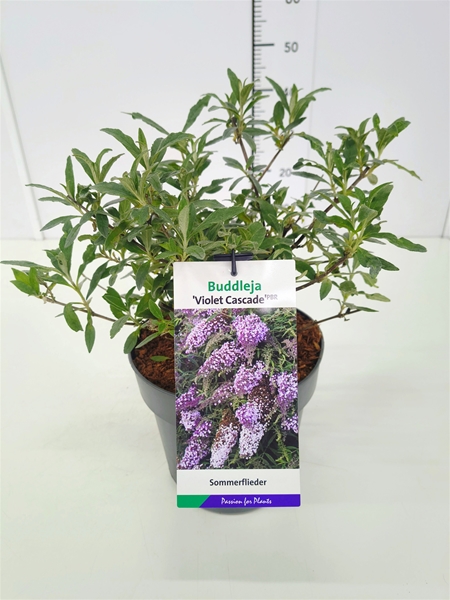 Buddleja Davidii Violet Cascade