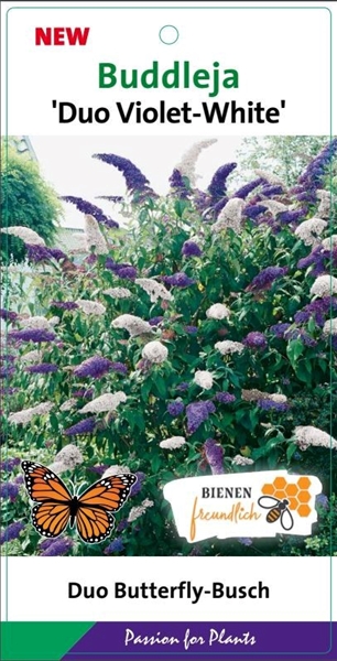 Buddleja Davidii Duo Violett Weiss