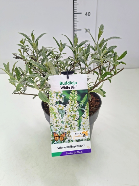 Buddleja Davidii White Ball