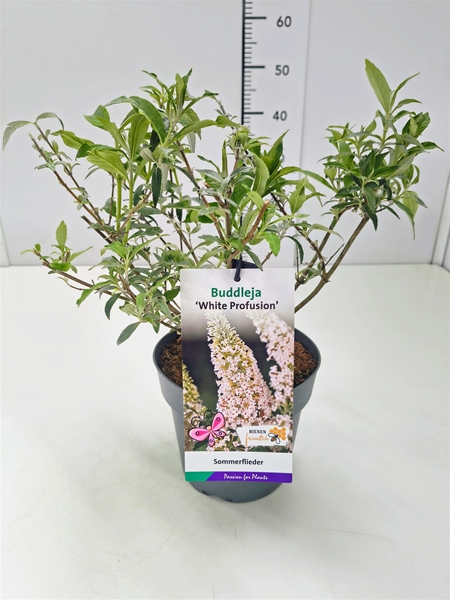 Buddleja Davidii White Profusion