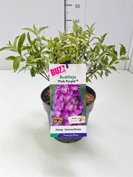 Buddleja Davidii Buzz Pink Purple