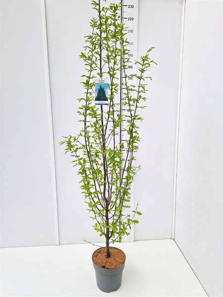Carpinus Betulus Fastigiata