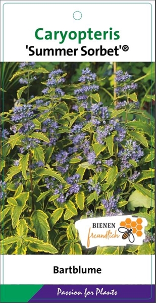 Caryopteris Clandonensis Summer Sorbet