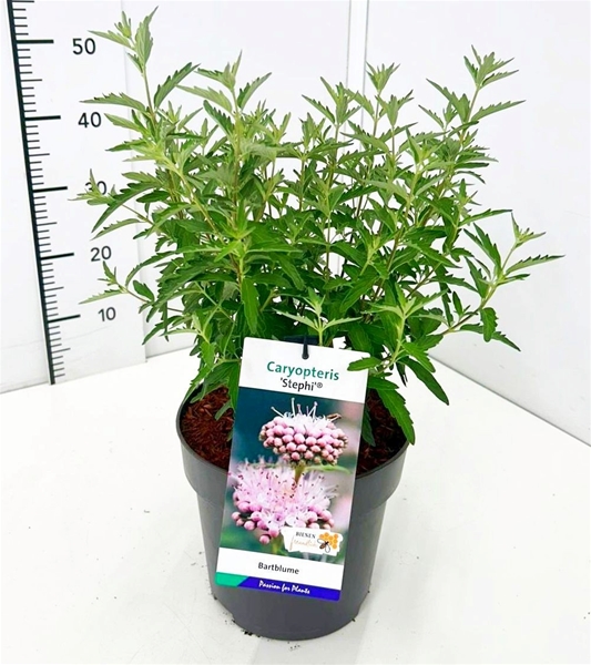 Caryopteris Stephi
