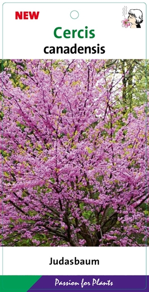 Cercis Canadensis