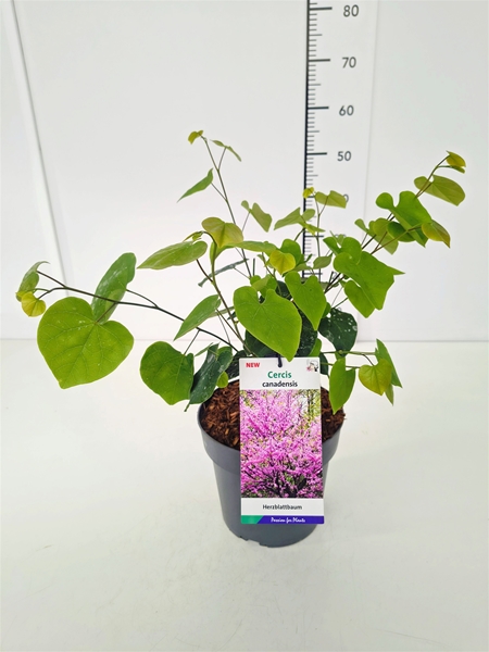 Cercis Canadensis